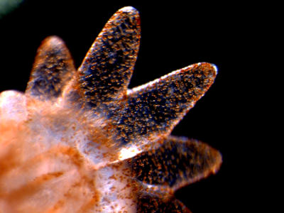 Symbiodinium inside coral polyp 